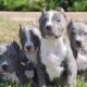 4 Beautiful American Bully Pups (abkc Reg)
