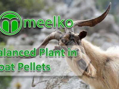 Balanced Plant in Palm Shell Pellets. Buy Now!