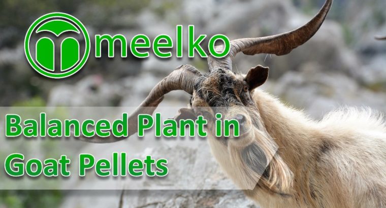 Balanced Plant in Palm Shell Pellets. Buy Now!