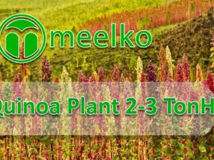 Quinoa Plant 2-3 TonH. Buy Now!
