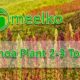 Quinoa Plant 2-3 TonH. Buy Now!