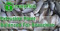 Balanced Extrusion Plant For BOCACHICO