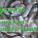 Balanced Extrusion Plant For BOCACHICO